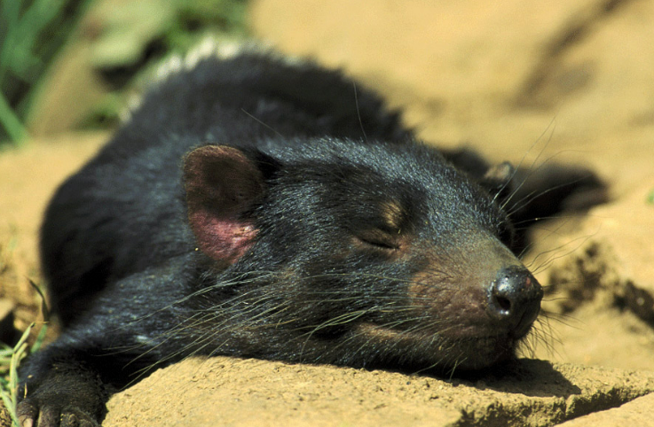 【Science】会传染的癌症！剑桥大学基因组分析揭示传染性癌症的平行演化