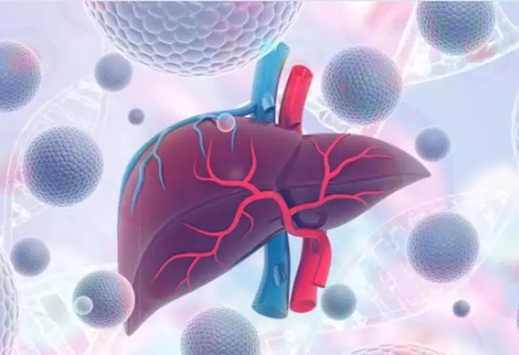 “双突破”！山东大学马春红团队揭示肝癌进展新发现 提供肝癌治疗新策略