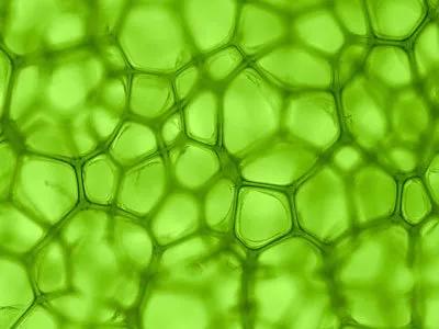 【Cell Death Dis】第四军医大学：显著改善胃癌治疗，可驱动胃癌细胞转移