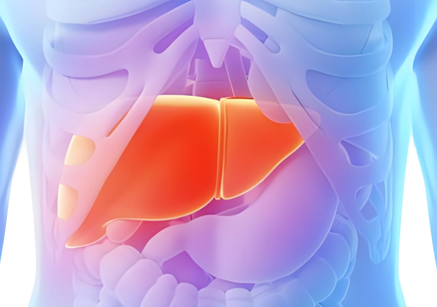 首次！福建医科大学揭示肝内胆管癌进展新机制和治疗新策略