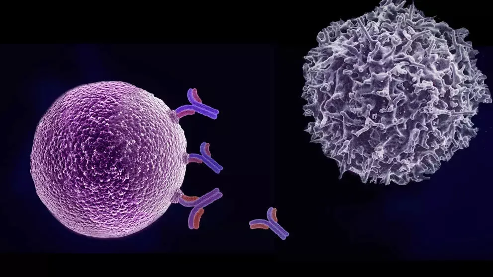 新发现！中国科学院揭示促进TCR-T癌症免疫治疗的最新策略