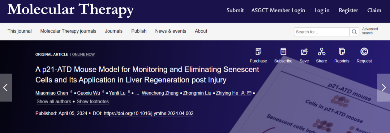MT | 同济大学附属东方医院何志颖教授团队构建新型衰老示踪p21-ATD小鼠模型