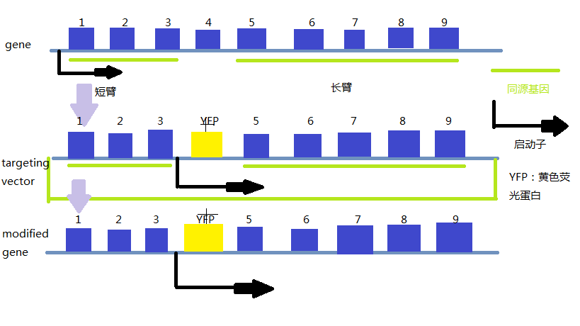 Sae2通过Mre11-Rad50-Xrs2来促进双链DNA核酸内切酶的活性来造成DNA的断裂